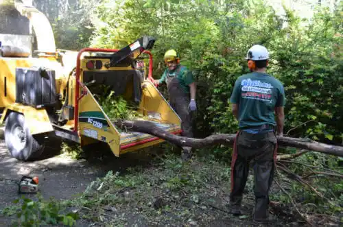 tree services Heeney